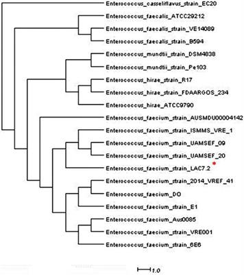 Effect of Enterococcus faecium as a Water and/or Feed Additive on the Gut Microbiota, Hematologic and Immunological Parameters, and Resistance Against Francisellosis and Streptococcosis in Nile Tilapia (Oreochromis niloticus)